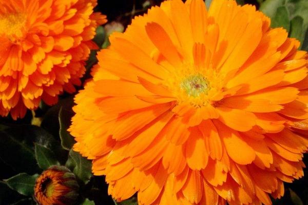 百日草圖片大全