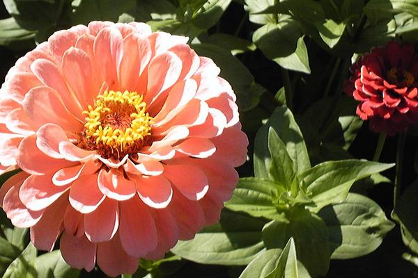 百日草圖片大全