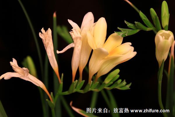 蘭花病蟲害防治技術