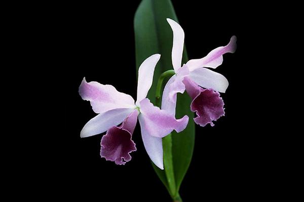 蘭花病蟲害防治技術(shù)