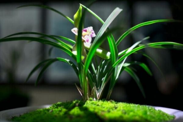 蘭花病蟲害防治技術(shù)