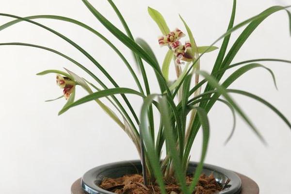 蘭花病蟲害防治技術(shù)