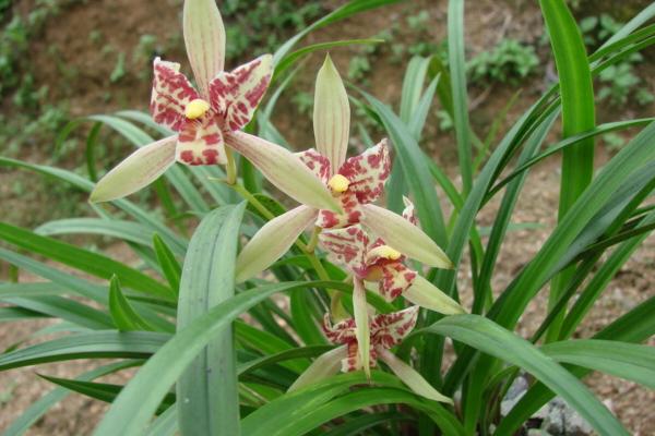 蘭花病蟲害防治技術(shù)