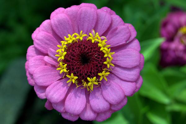 百日草圖片大全