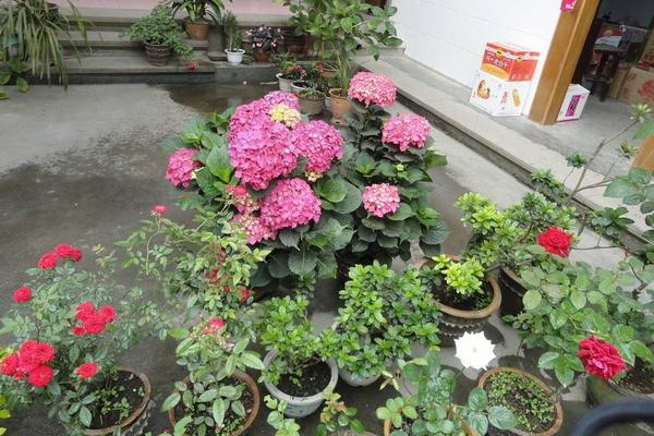 八仙花怎么養(yǎng)