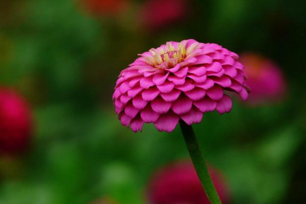 百日草圖片大全