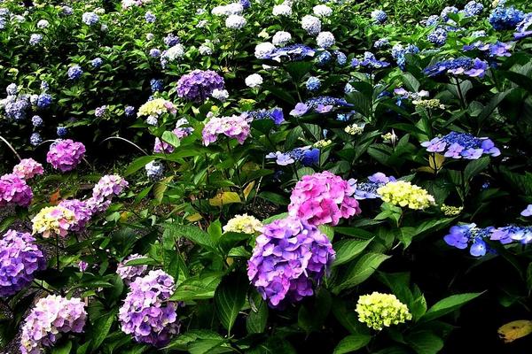 八仙花怎么養(yǎng)