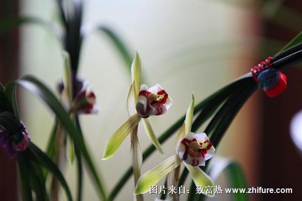 蘭花的功效與作用及禁忌