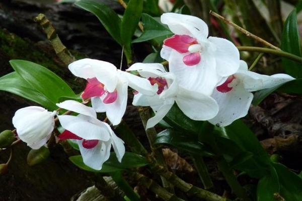 蘭花的功效與作用及禁忌