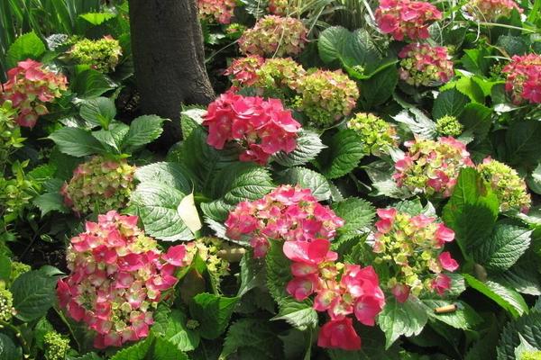 八仙花怎么養(yǎng)