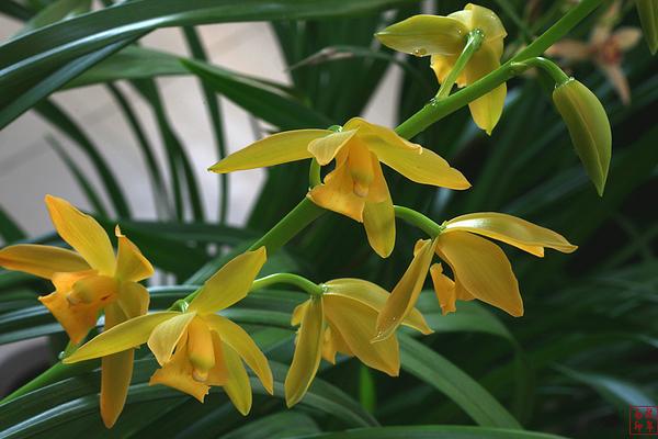 蘭花的功效與作用及禁忌