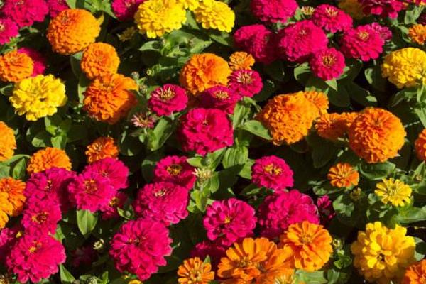 百日草圖片大全