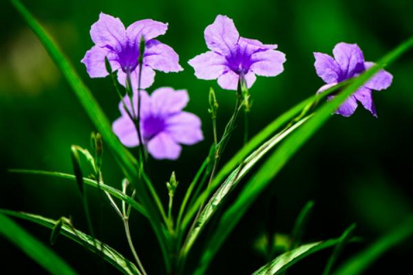 蘭花的功效與作用及禁忌