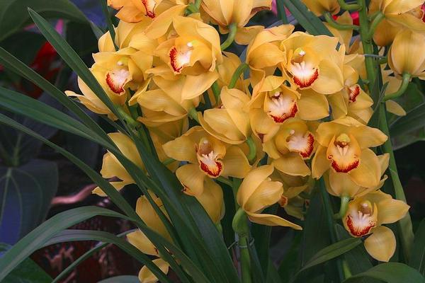 蘭花的功效與作用及禁忌