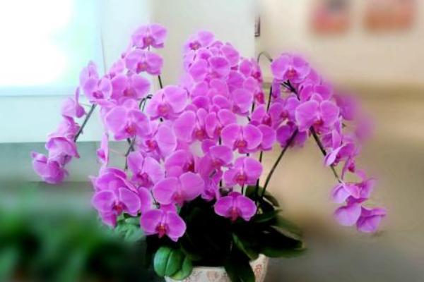 蘭花的功效與作用及禁忌