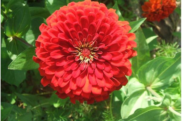 百日草圖片大全