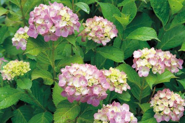 八仙花怎么養(yǎng)