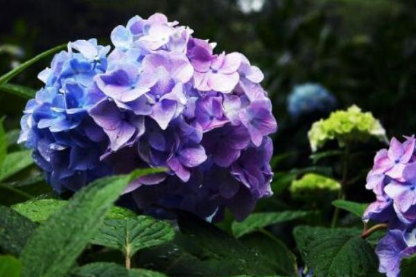 八仙花怎么養(yǎng)