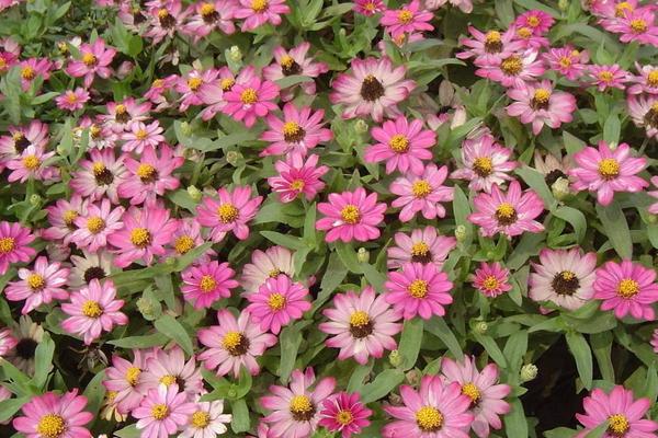 百日草圖片大全