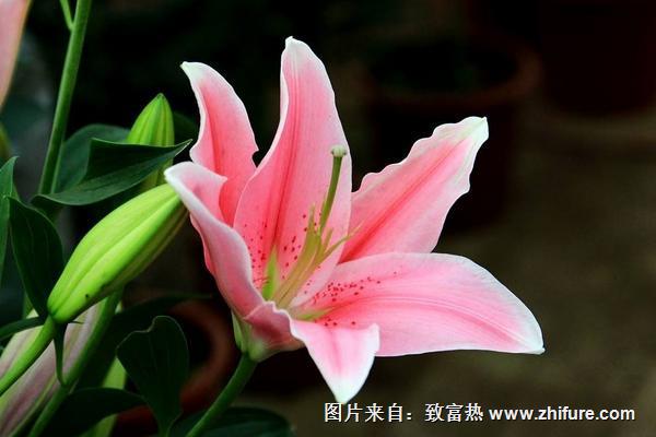 百合花過敏怎么辦