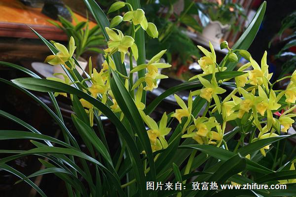 蘭花什么時候開花