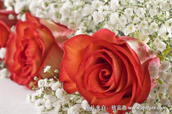 99朵玫瑰花多少錢