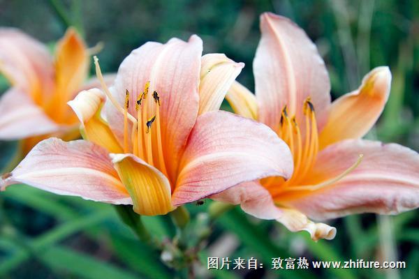 百合花什么季節種植