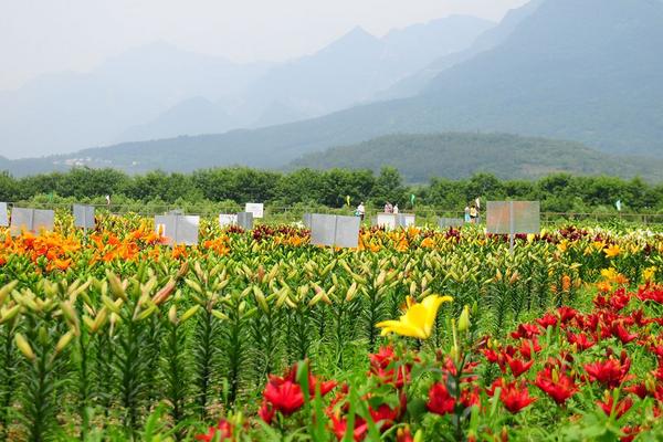 百合花什么季節種植
