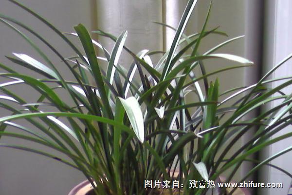 蘭花為什么不開花