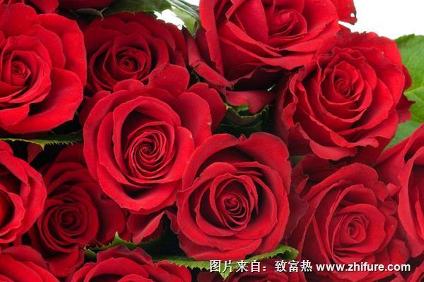 玫瑰花花語是什么