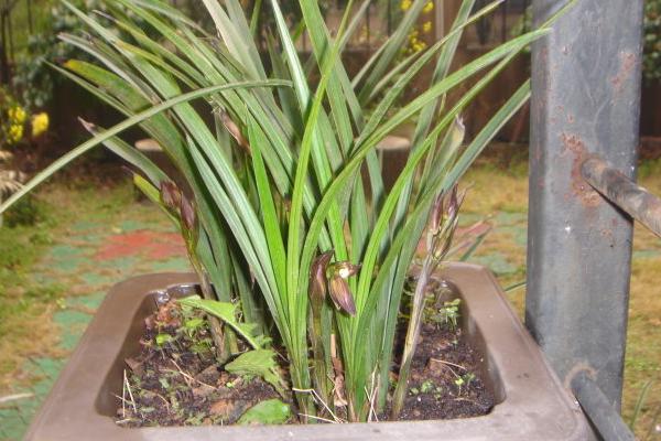 蘭花為什么不開花