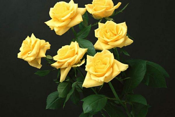 玫瑰花花語是什么