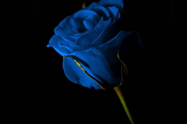 玫瑰花花語是什么