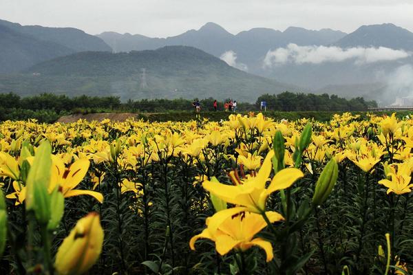 百合花什么季節種植