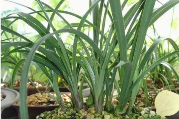 蘭花為什么不開花