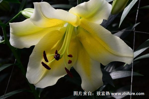 百合花簡(jiǎn)筆畫(huà)怎么畫(huà)（圖解步驟）