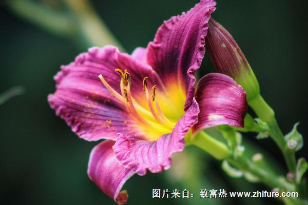 百合花什么時候開花