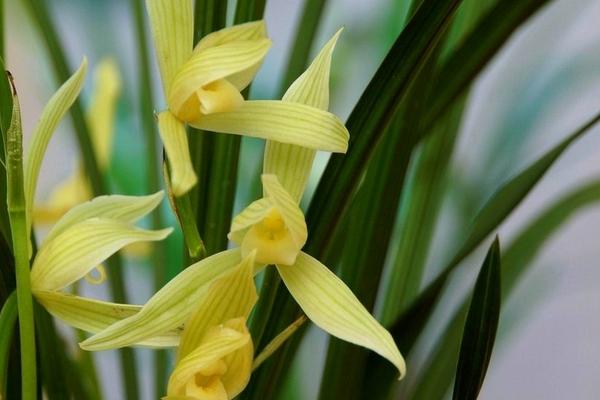 蘭花為什么不開花