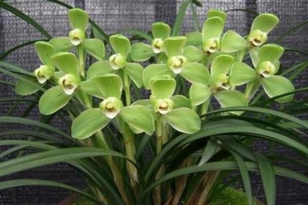 蘭花為什么不開花