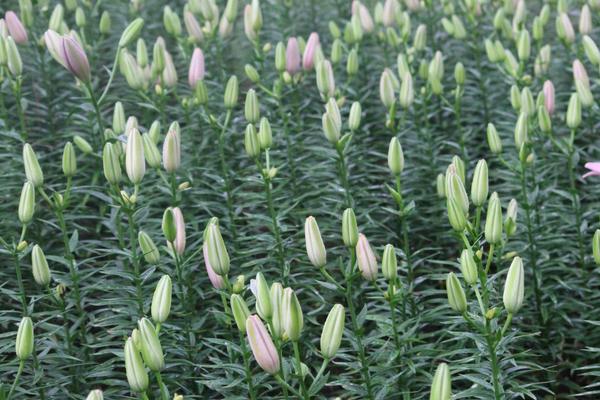 百合花什么時候開花