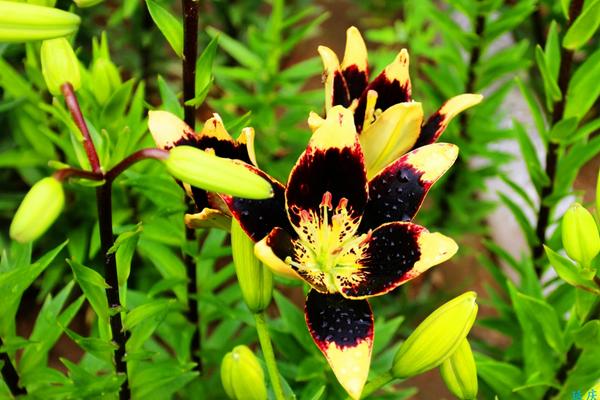 百合花什么時候開花