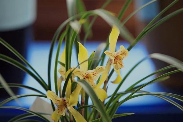 蘭花為什么不開花