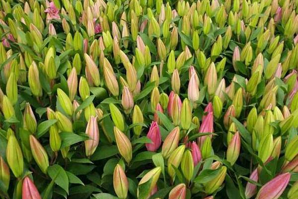 百合花什么時候開花