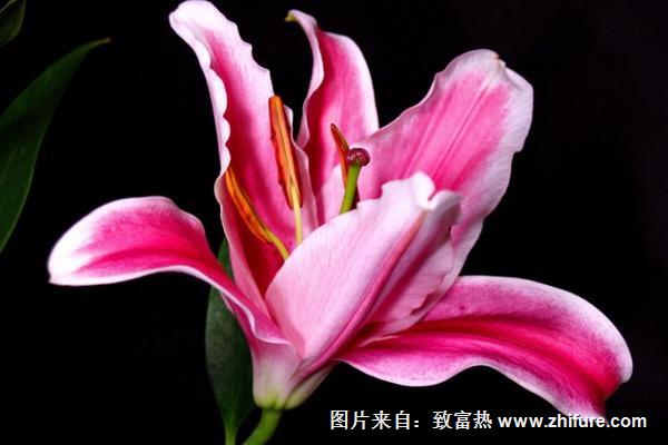 百合花怎么吃