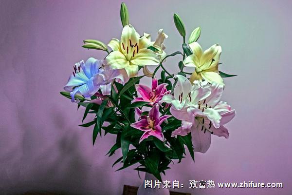 香水百合多少錢一支