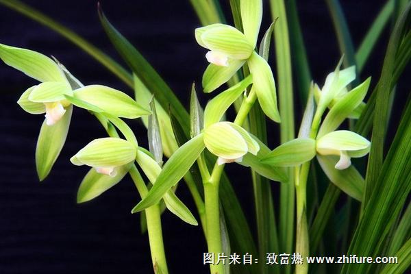 蘭花為什么那么貴