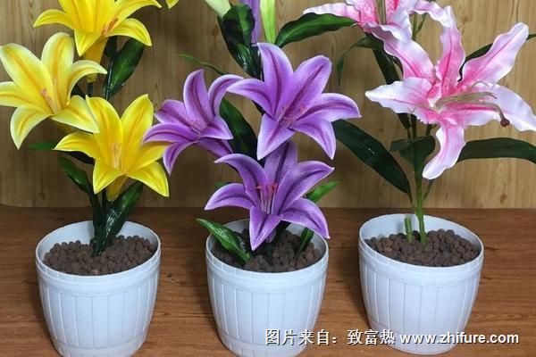 香水百合種球怎么種