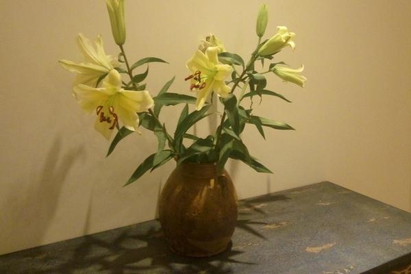 香水百合種球怎么種