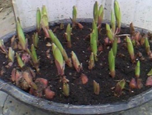 香水百合種球怎么種