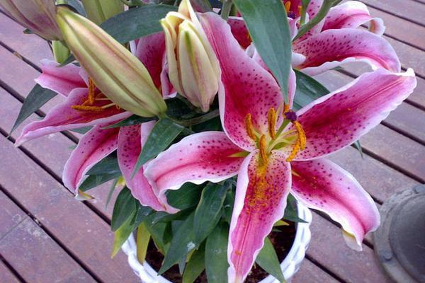 香水百合種球怎么種